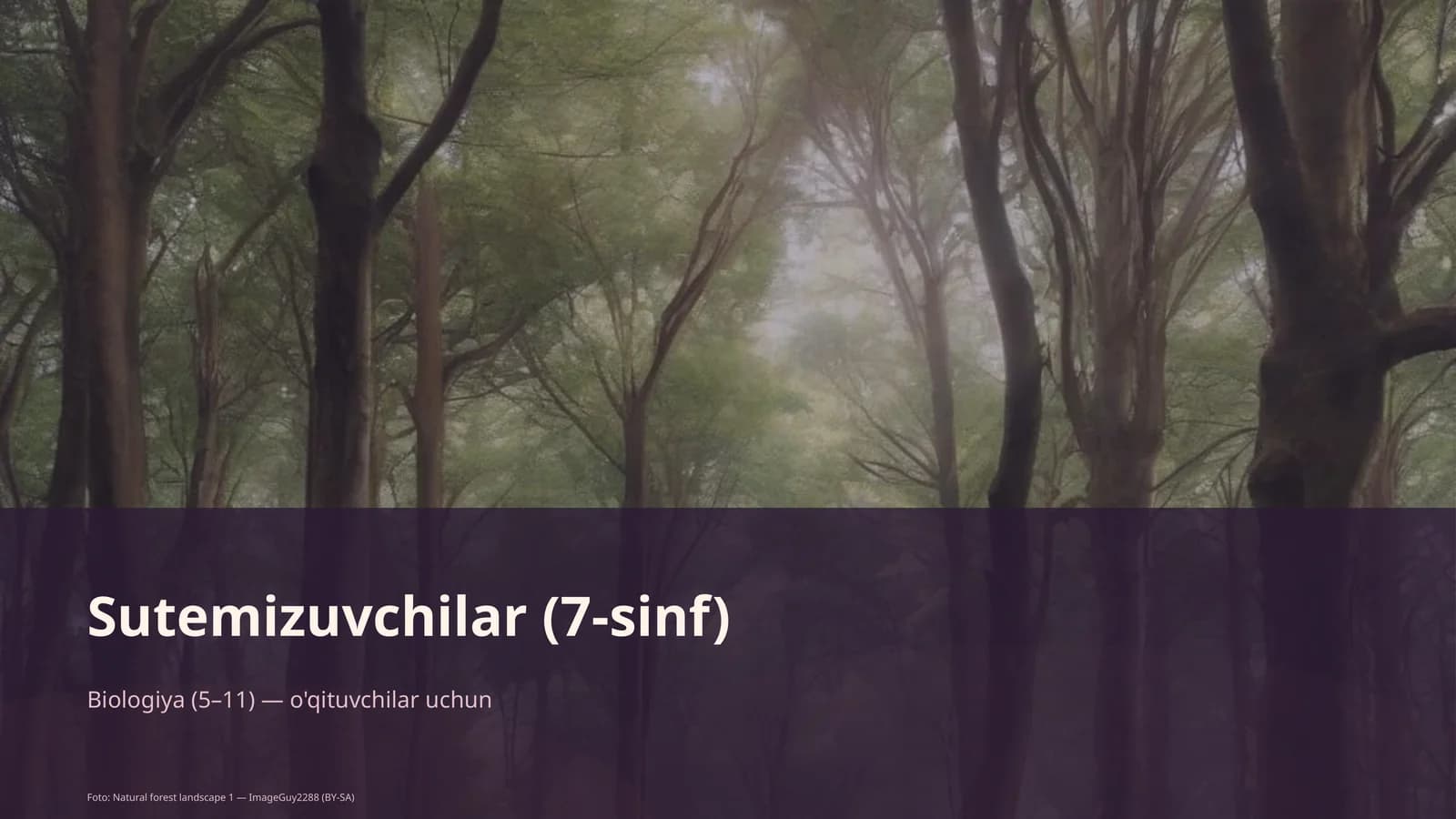 Sutemizuvchilar (7-sinf)