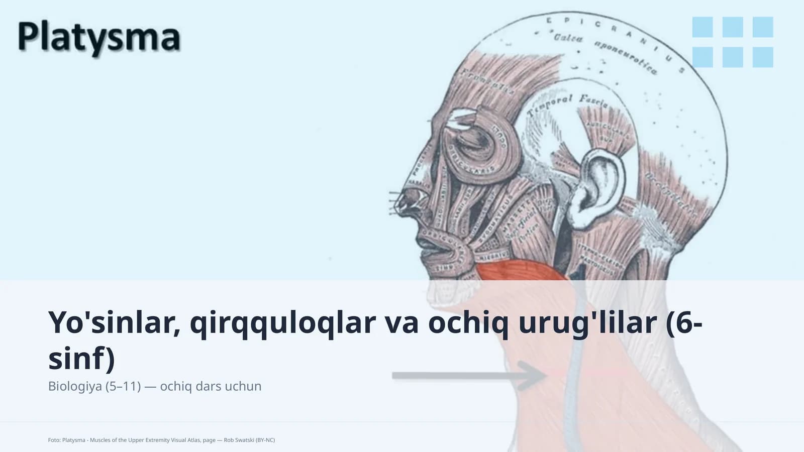 Yo'sinlar, qirqquloqlar va ochiq urug'lilar (6-sinf)