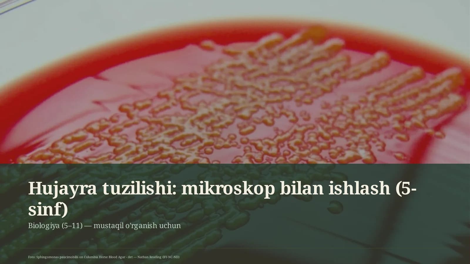 Hujayra tuzilishi: mikroskop bilan ishlash (5-sinf)