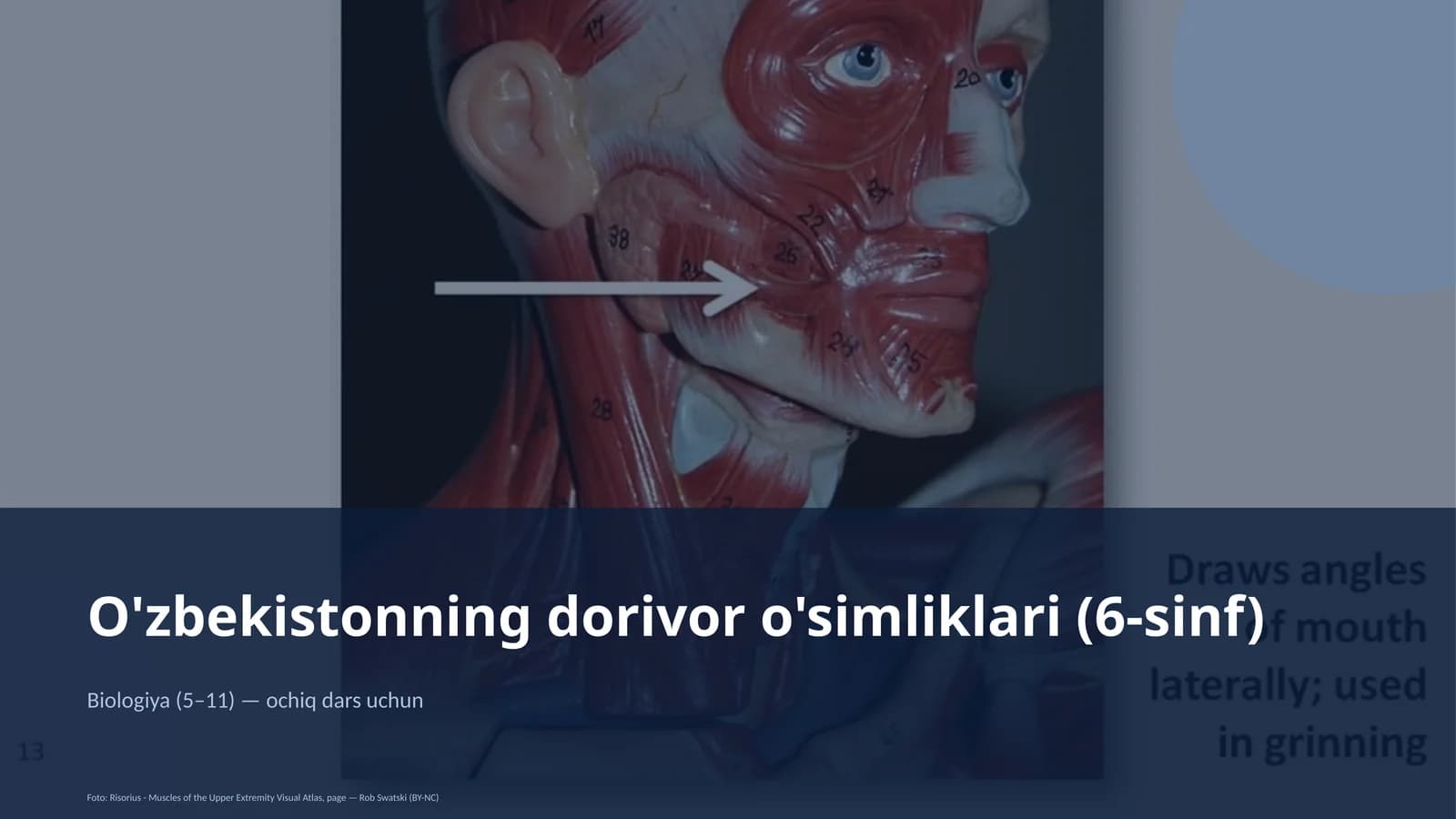 O'zbekistonning dorivor o'simliklari (6-sinf)