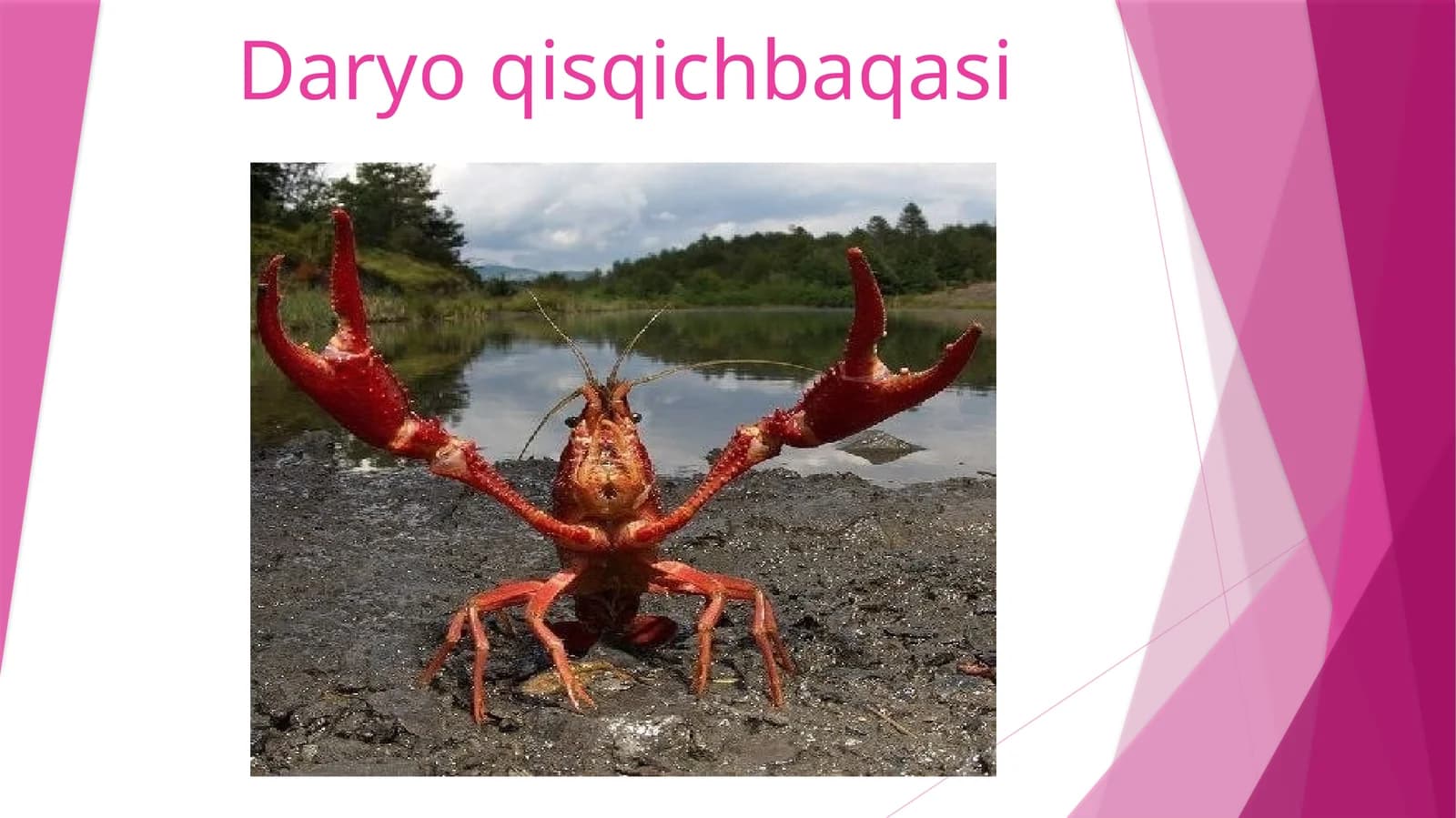 Daryoqisqichbaqasi