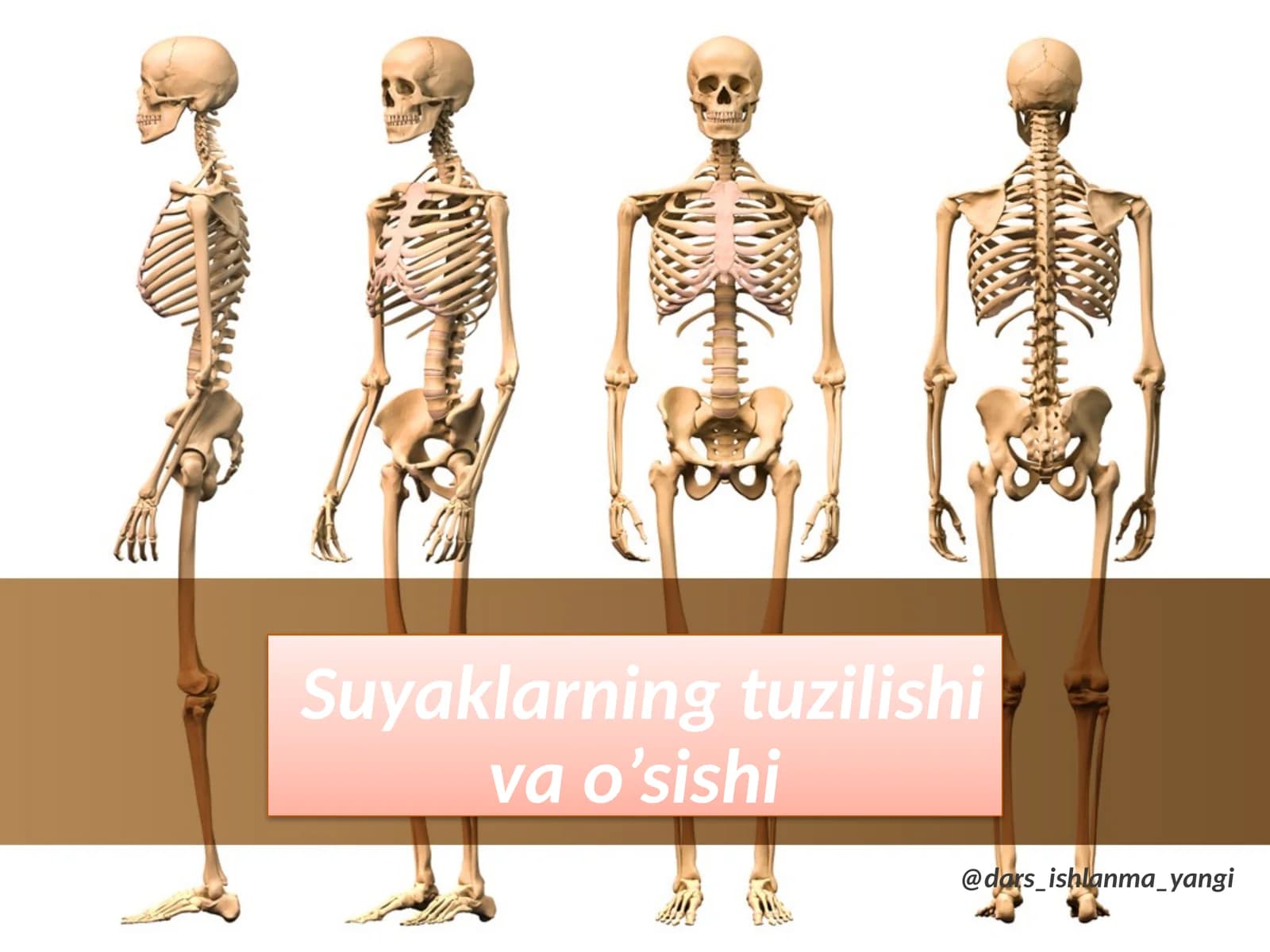 Suyaklarning tuzilishi va o‘sishi
