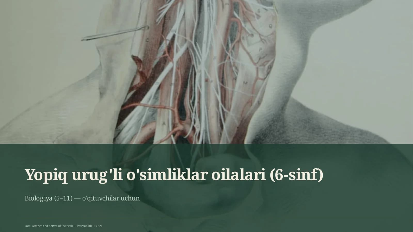 Yopiq urug'li o'simliklar oilalari (6-sinf)