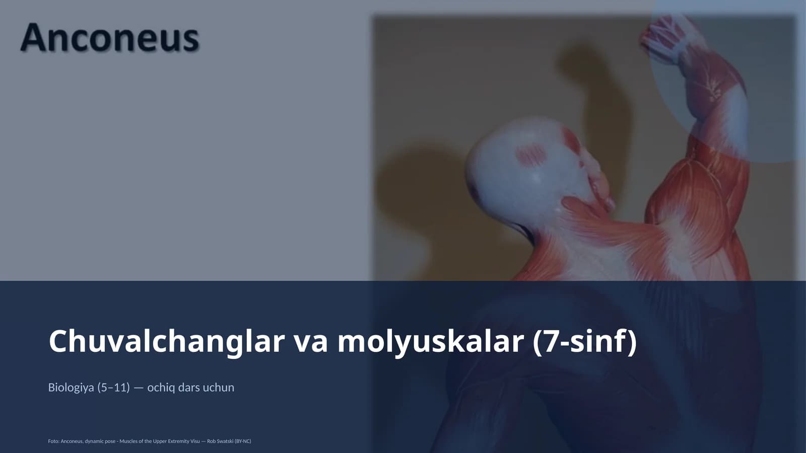 Chuvalchanglar va molyuskalar (7-sinf)