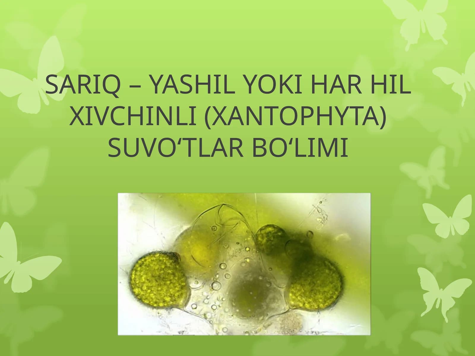 Harhilxivchinli (Xanthophyta) suvo‘tlar bo‘limi