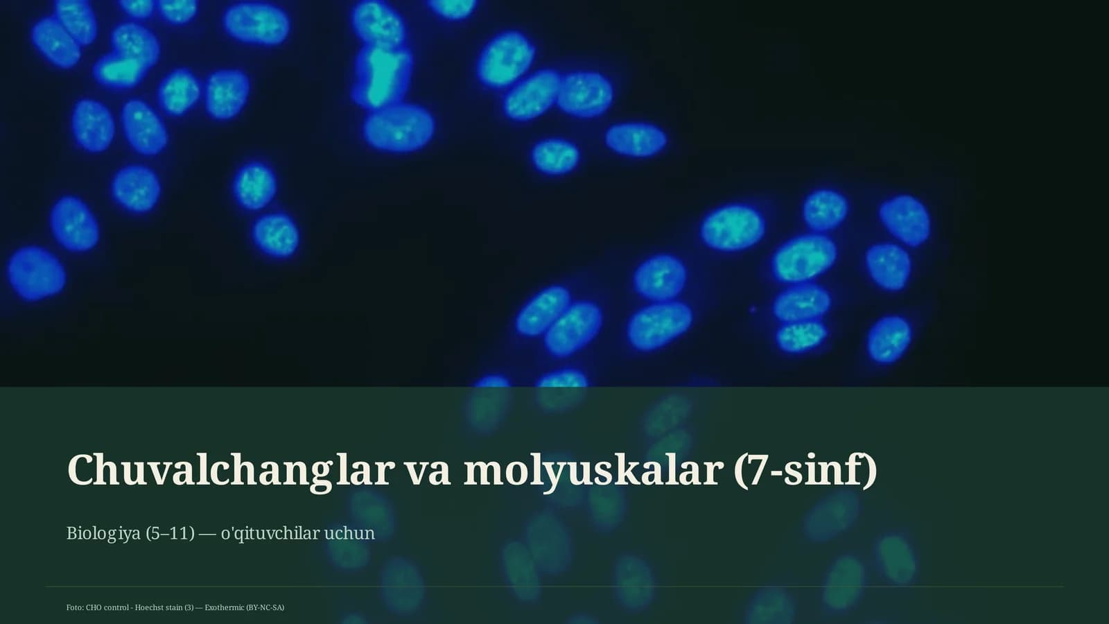 Chuvalchanglar va molyuskalar mavzusi