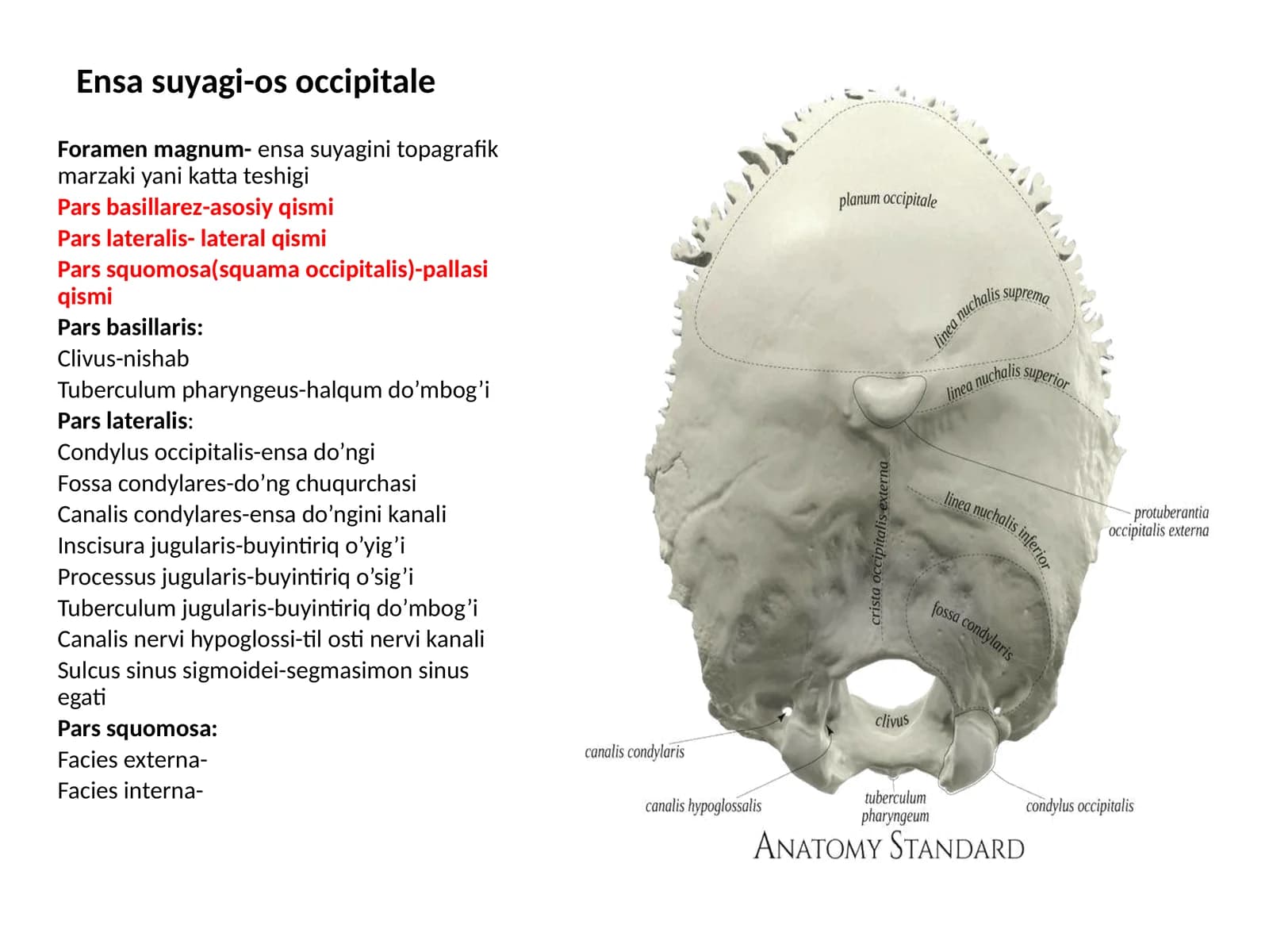 Ensasuyagi-osoccipitale