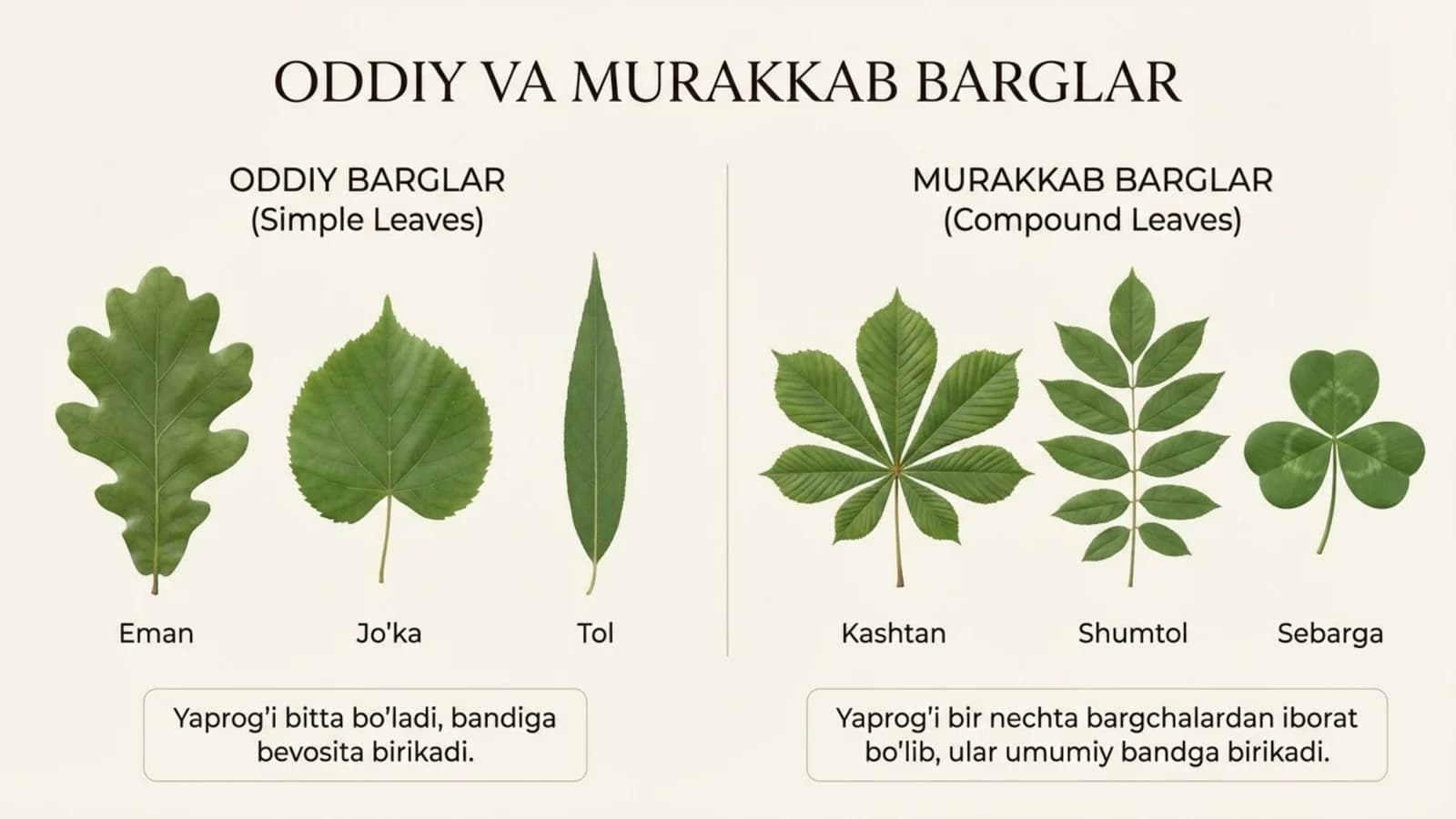 Oddiy va murakkab barglar