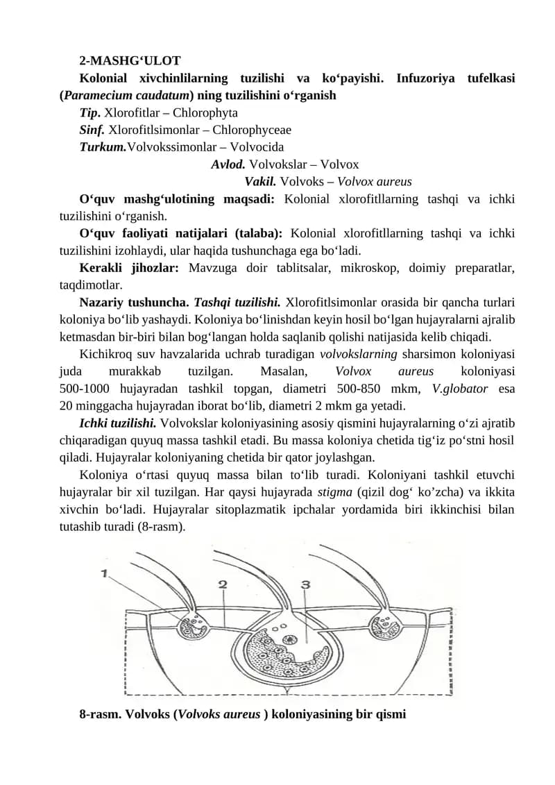 Kolonial xivchinlilarning tuzilishi va ko‘payishi. Infuzoriya tufеlkasi (Paramecium caudatum) ning t