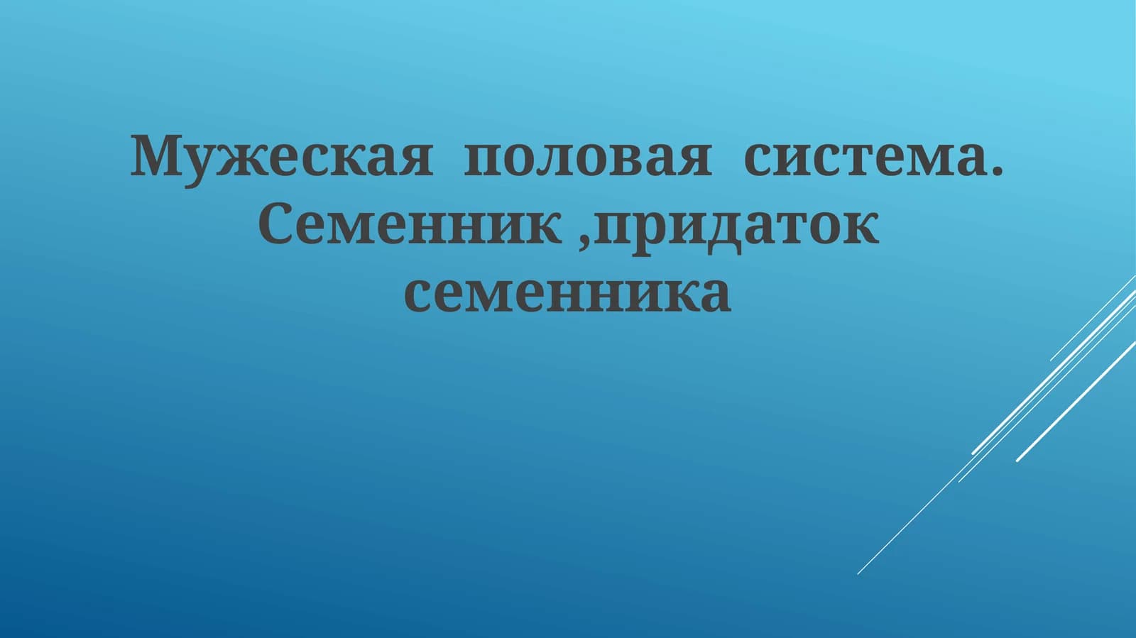 Мужеская половая система. Семенник, придаток семенника
