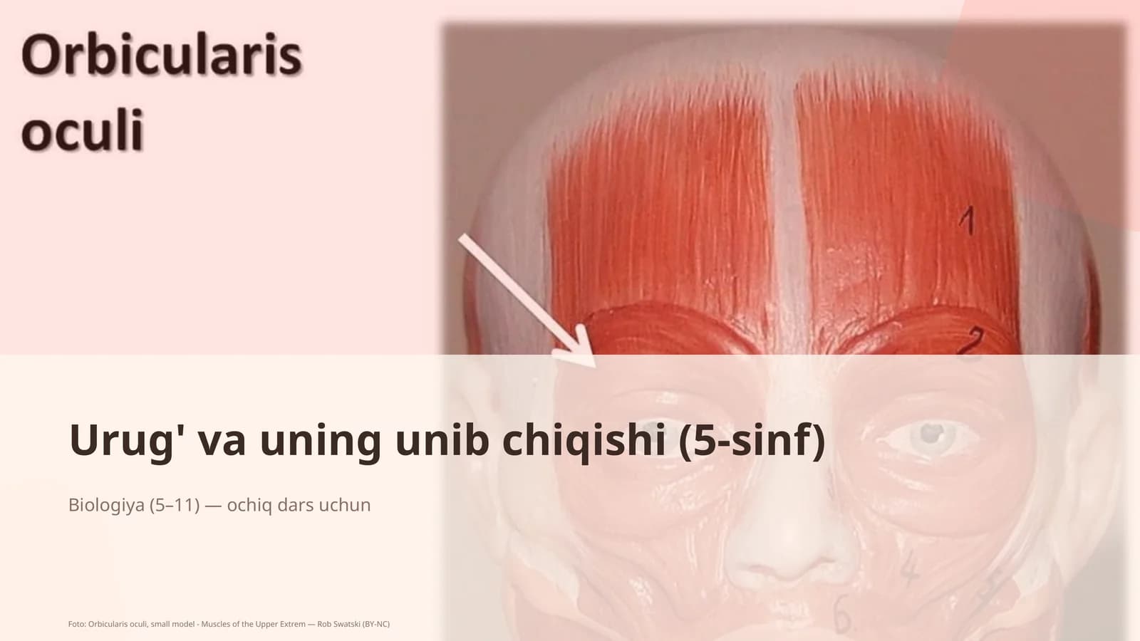 Urug' va uning unib chiqishi (5-sinf)