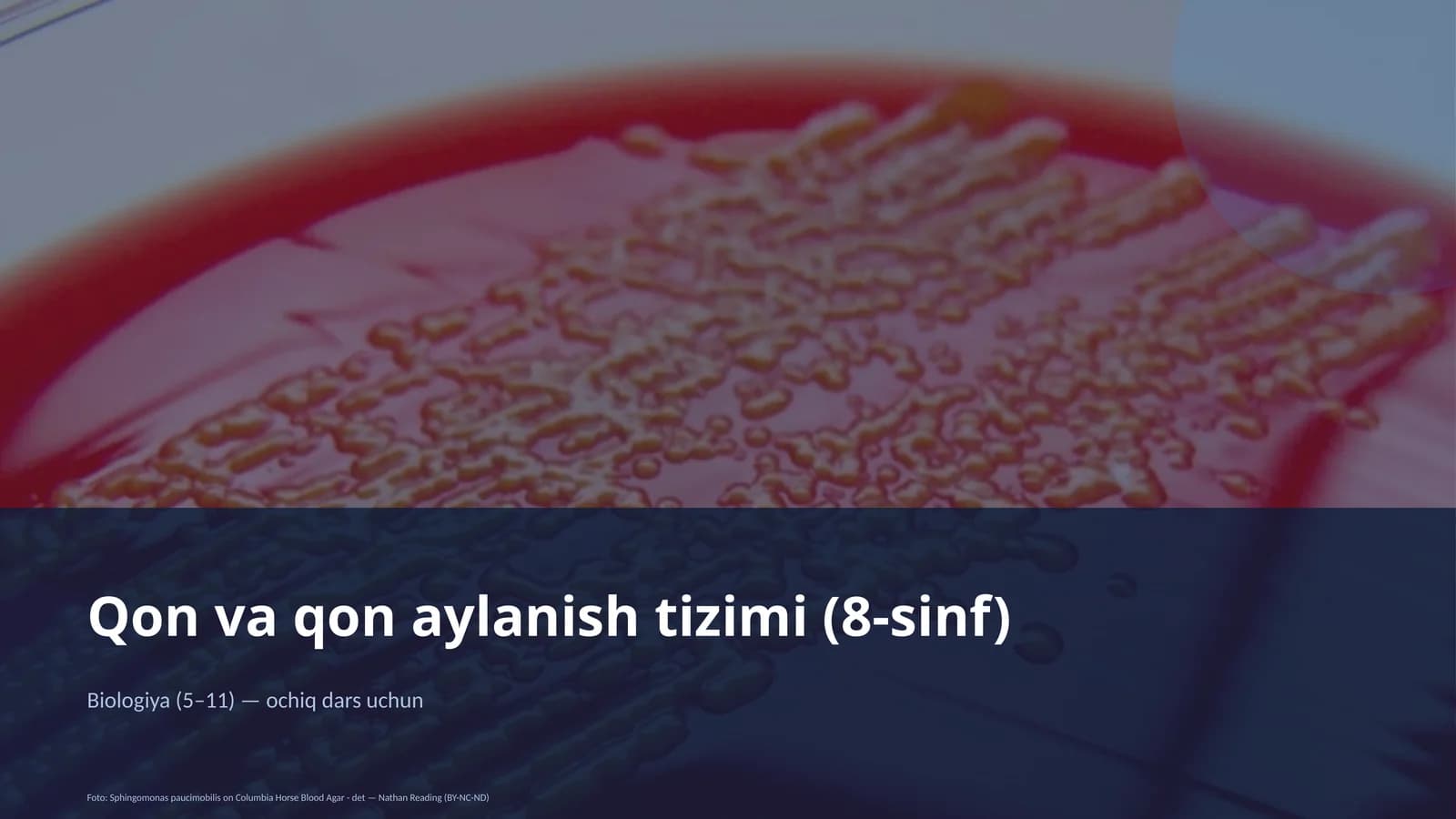 Qon va qon aylanish tizimi (8-sinf)