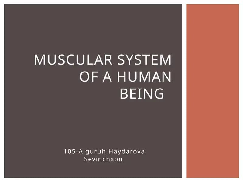 Muscular system of a human being