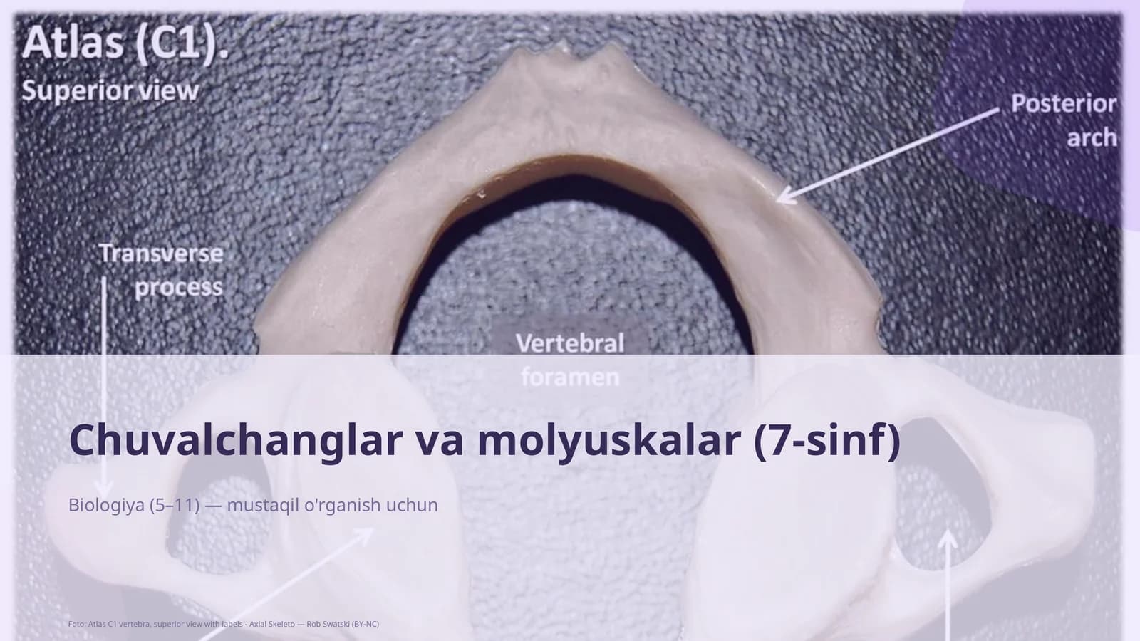 Chuvalchanglar va molyuskalar (7-sinf)