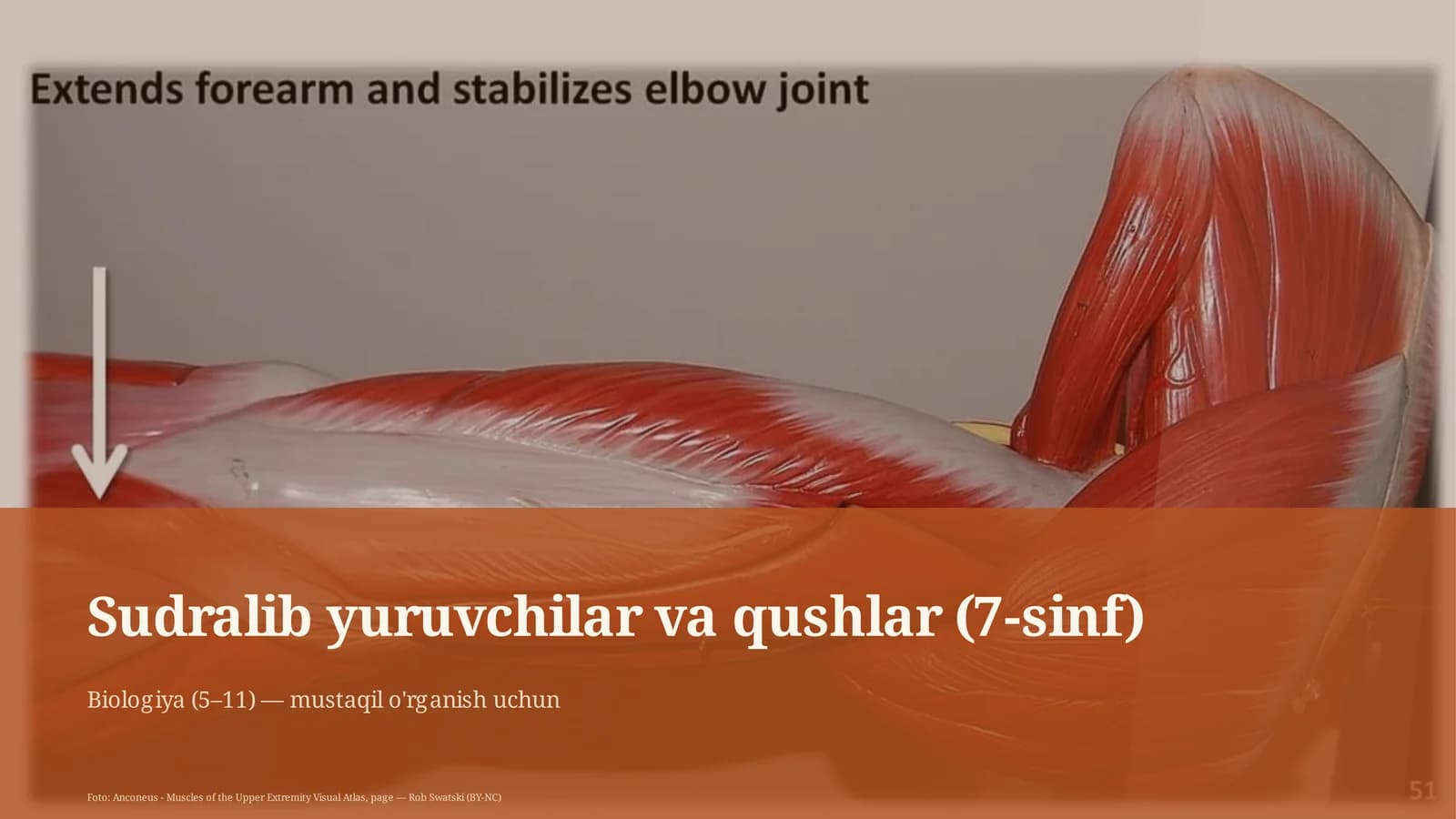 Sudralib yuruvchilar va qushlar (7-sinf)
