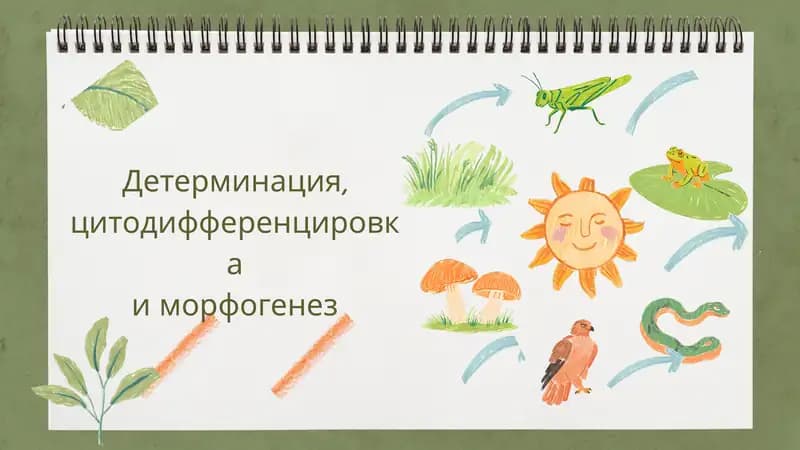 Основные механизмы детерминации клеток
