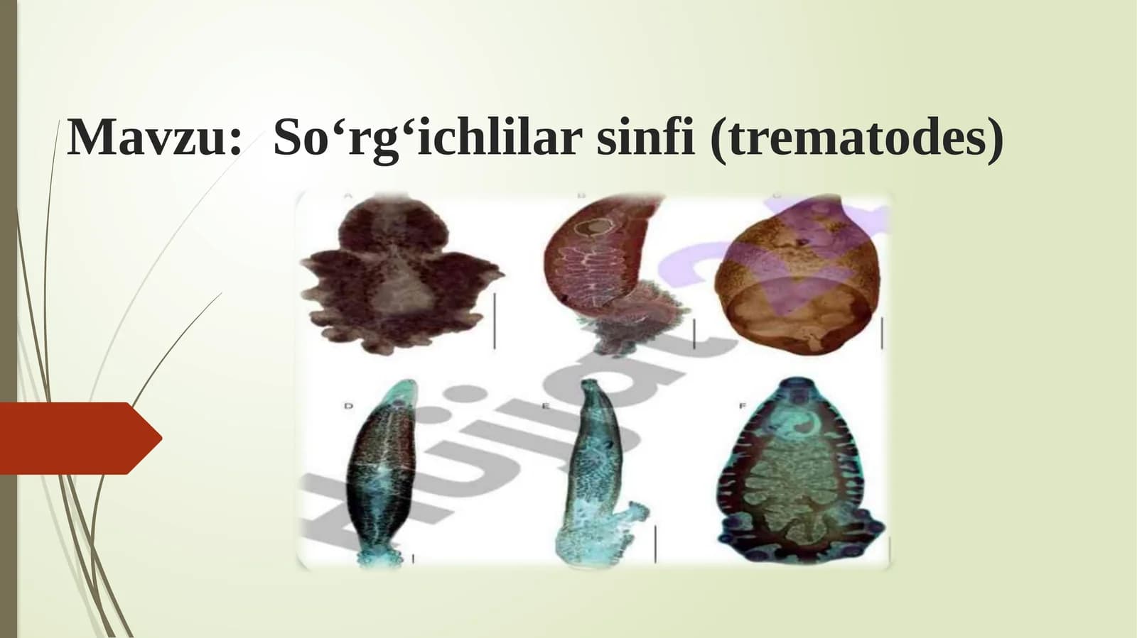 So‘rg‘ichlilar sinfi