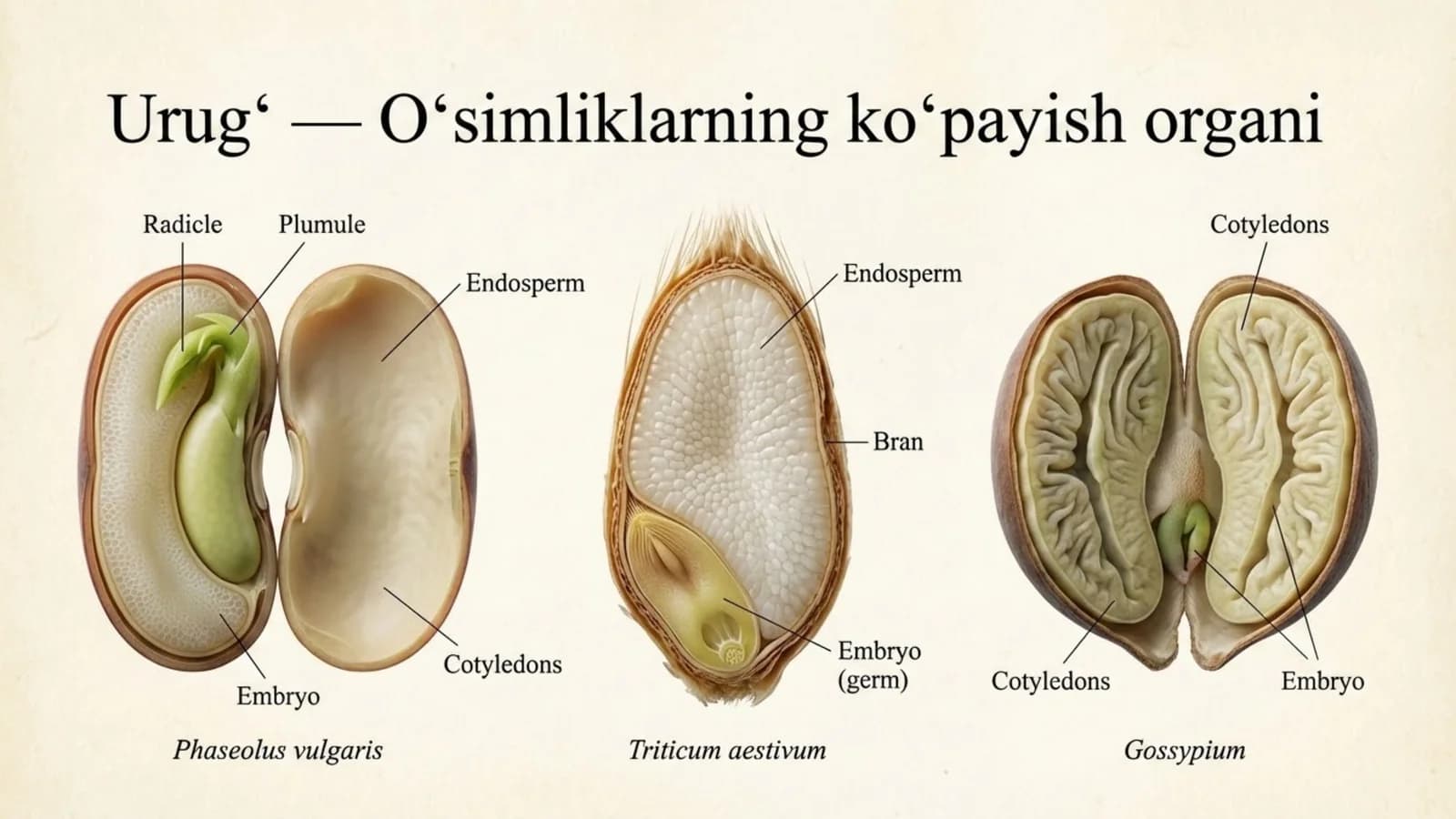 Urug' - o'simliklarning ko'payish organi