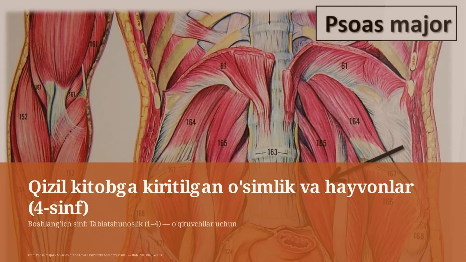 Qizil kitobga kiritilgan o'simlik va hayvonlar (4-sinf)