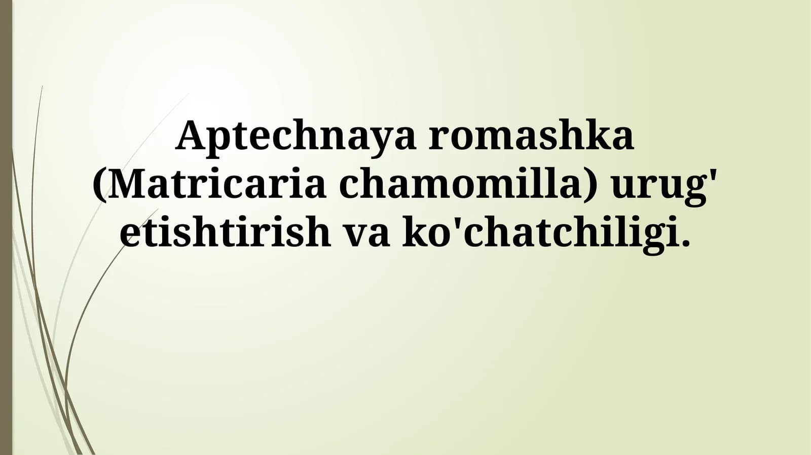 Aptechnaya romashka (Matricaria chamomilla) urug' etishtirish vako'chatchiligi
