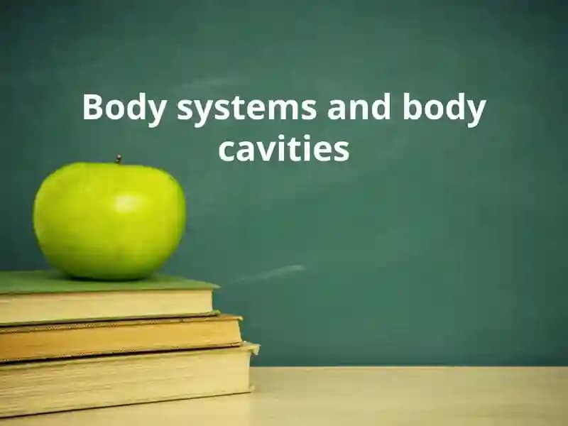 Body systems and body cavities