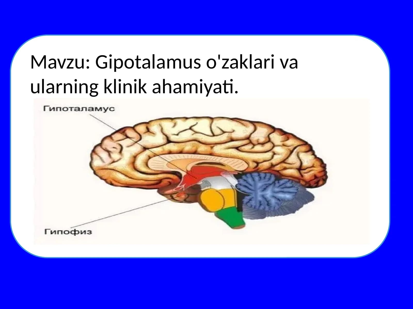 Gipotalamus o'zaklari va ularning klinik ahamiyati