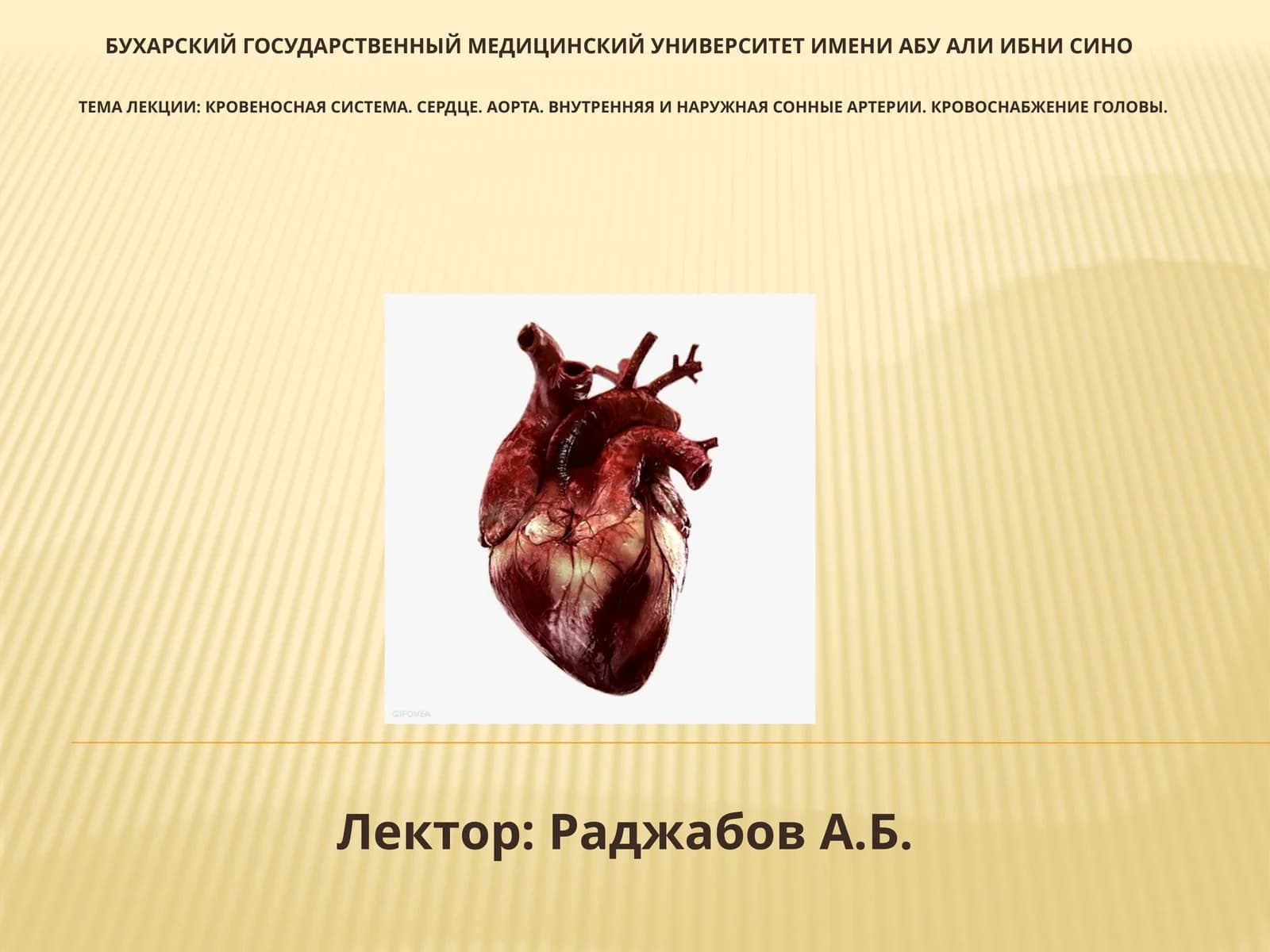 Лекция: кровеносная система. Сердце. Аорта. Внутренние и наружные сонные артерии. Кровоснабжение головы