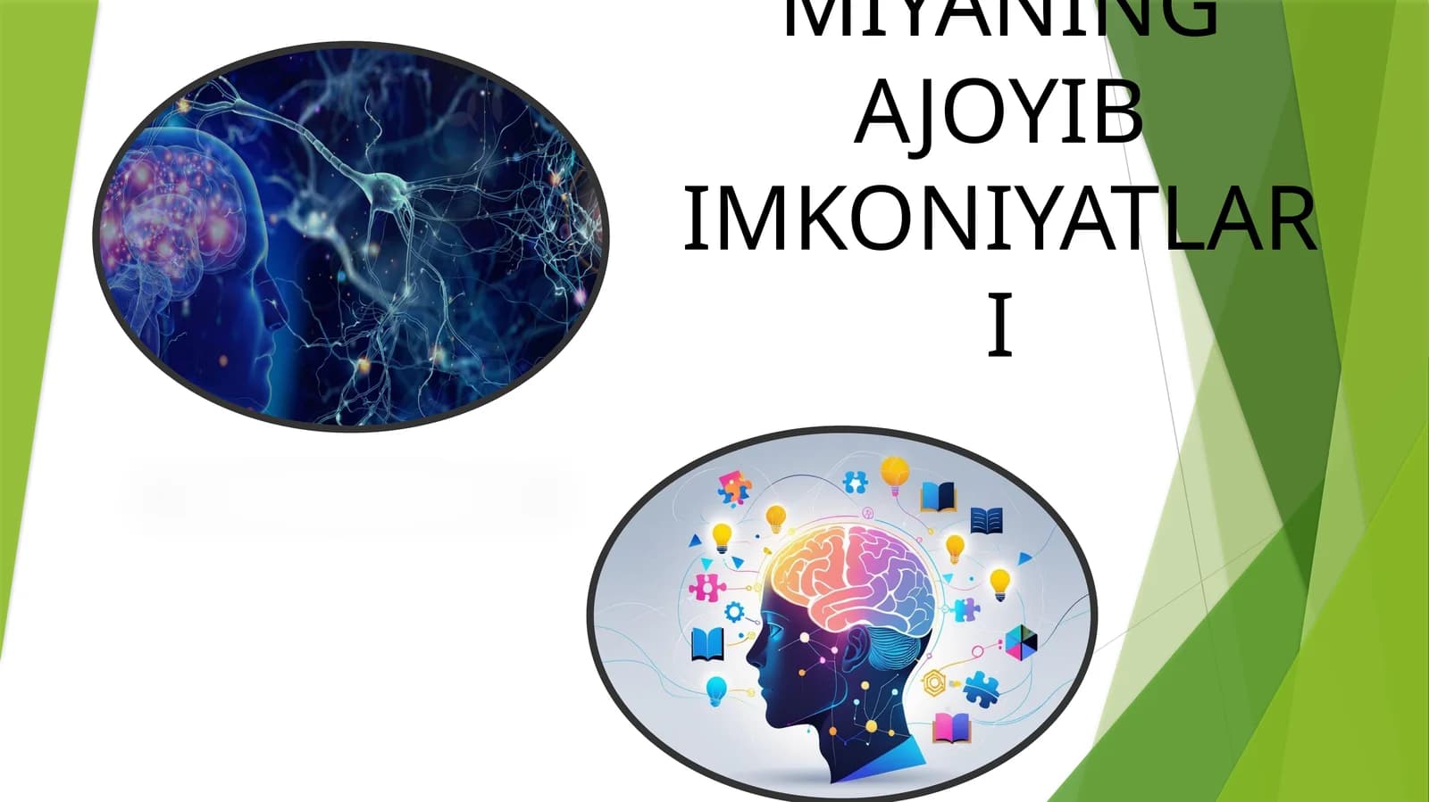 INSON MIYASINING TUZILISHI VA ASOSIY FAOLIYATI