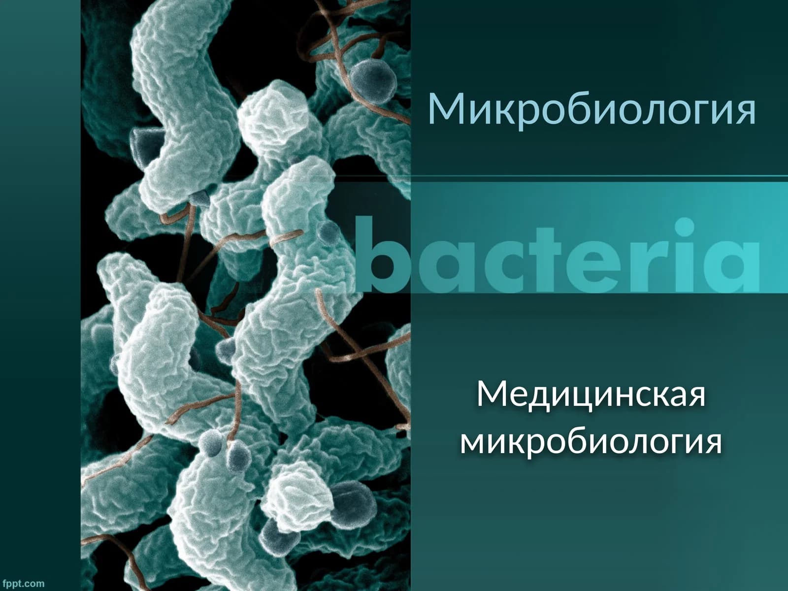 Медицинская микробиология
