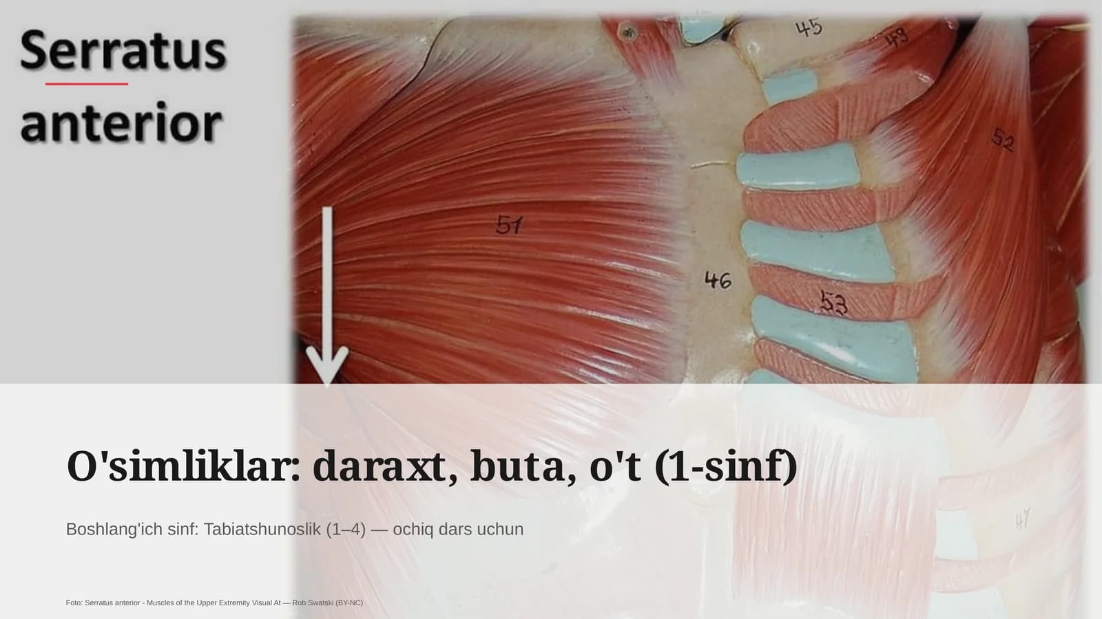 O'simliklar: daraxt, buta, o't (1-sinf)