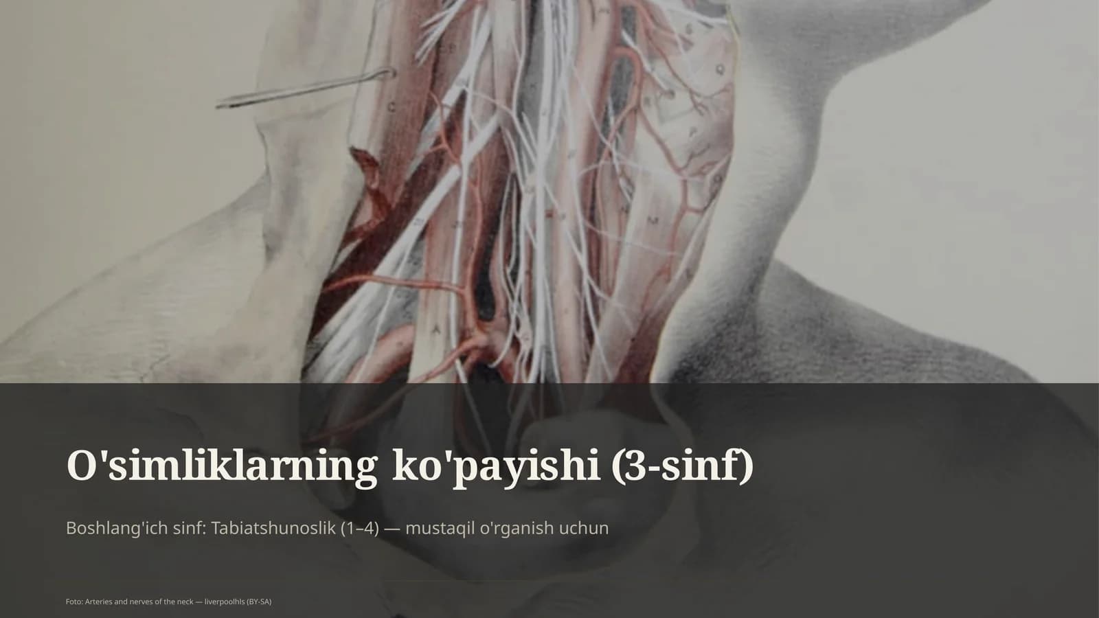 O'simliklarning ko'payishi (3-sinf)