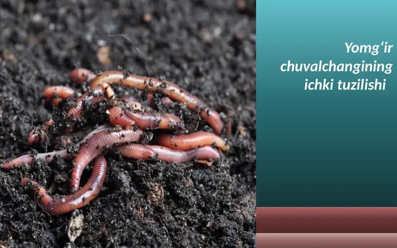 yomg'ir chuvalchangining ichki tuzilishi.