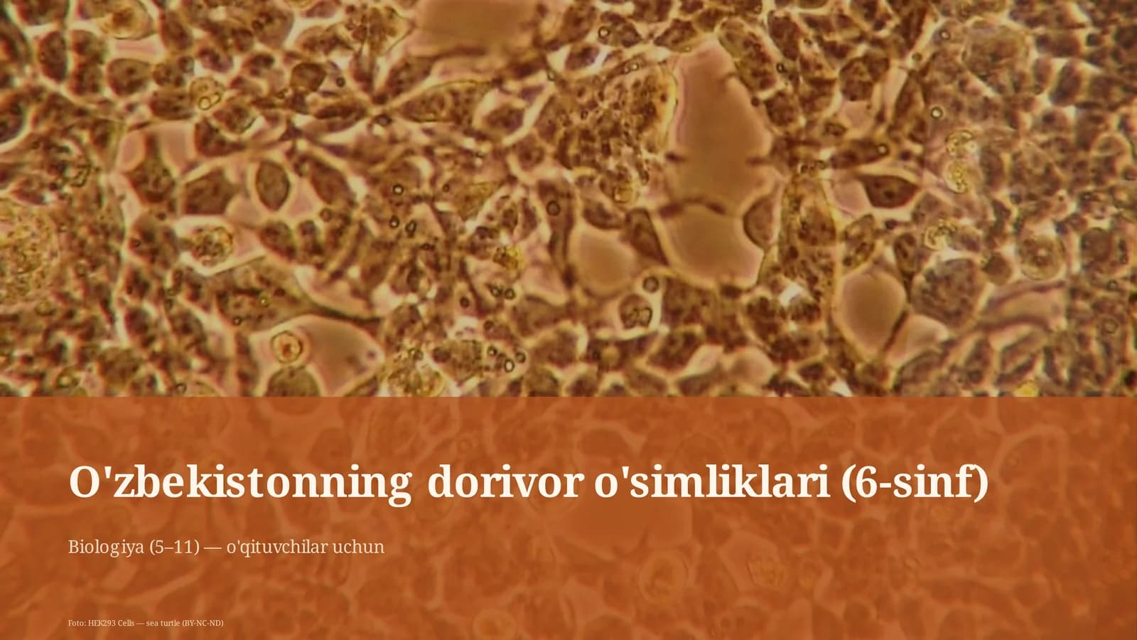 O'zbekistonning dorivor o'simliklari (6-sinf)