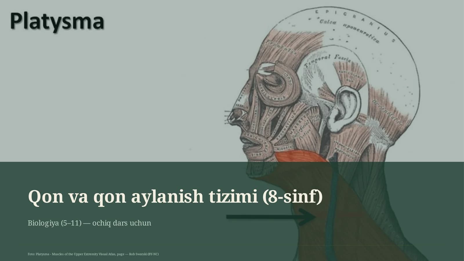 Qon va qon aylanish tizimi (8-sinf)