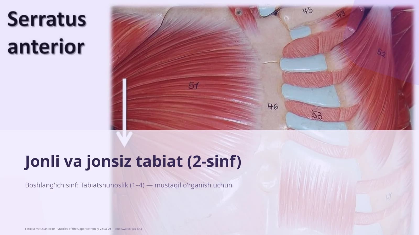 Jonli va jonsiz tabiat (2-sinf)