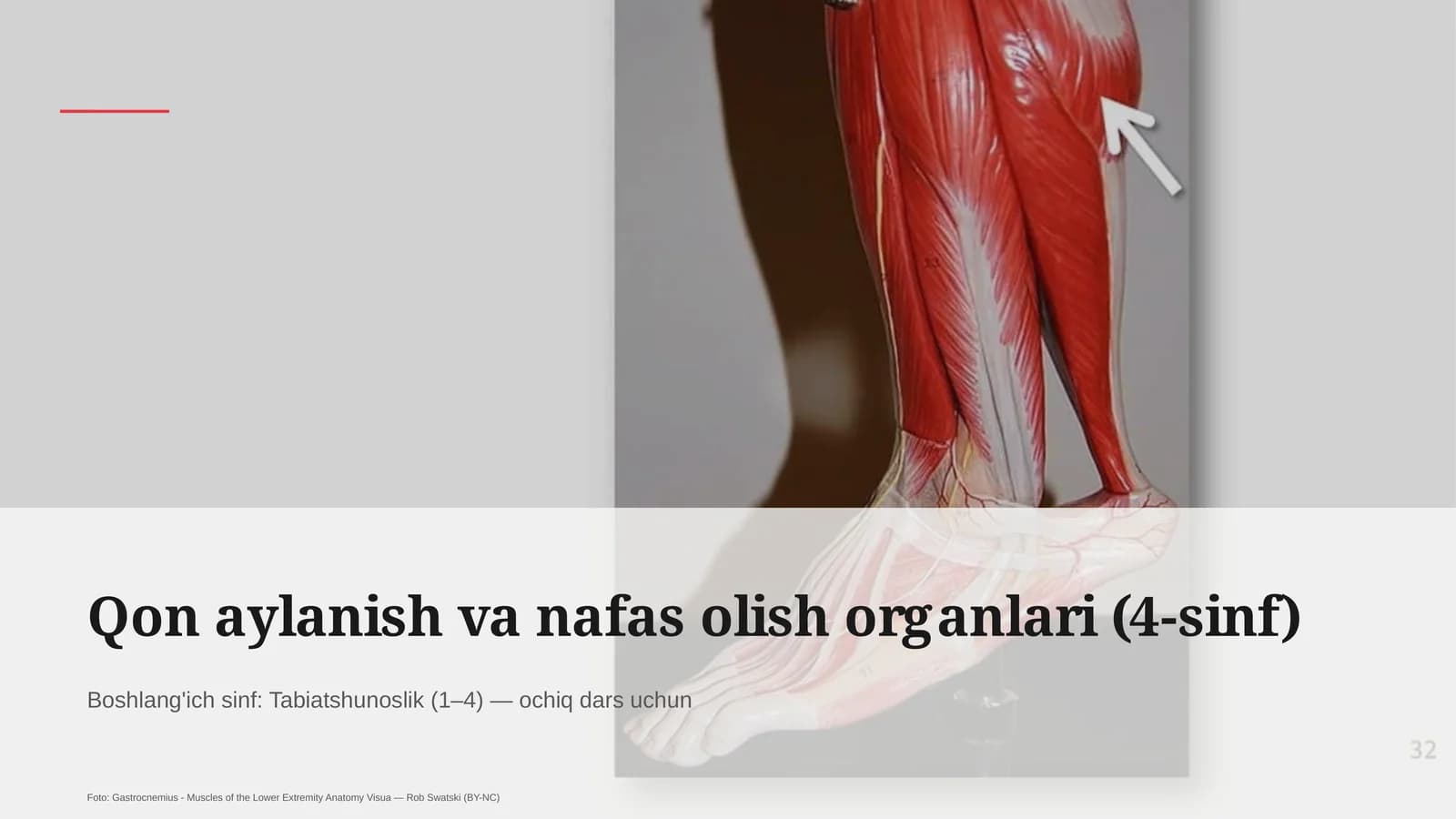 Qon aylanish va nafas olish organlari (4-sinf)