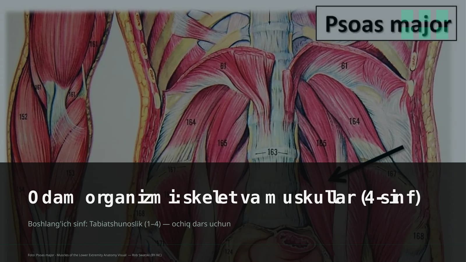 Odam organizmi: skelet va muskullar (4-sinf)