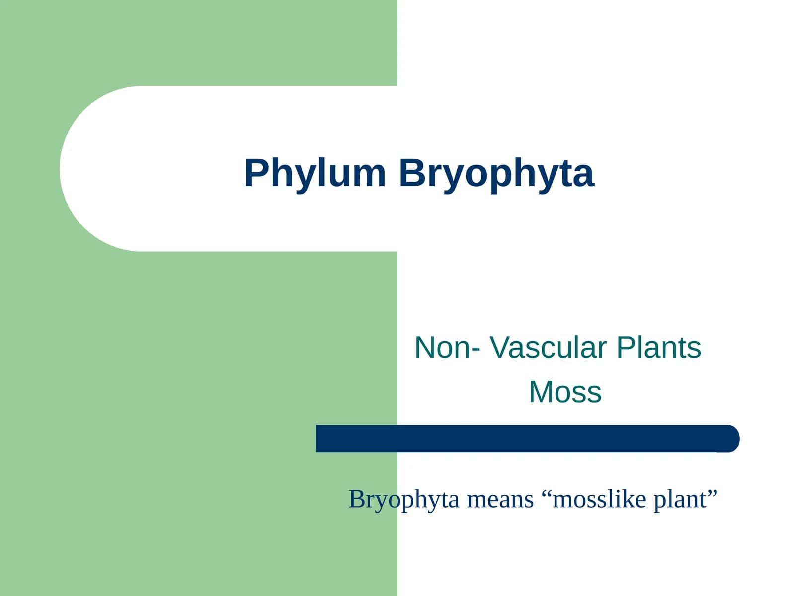 Phylum Bryophyta
