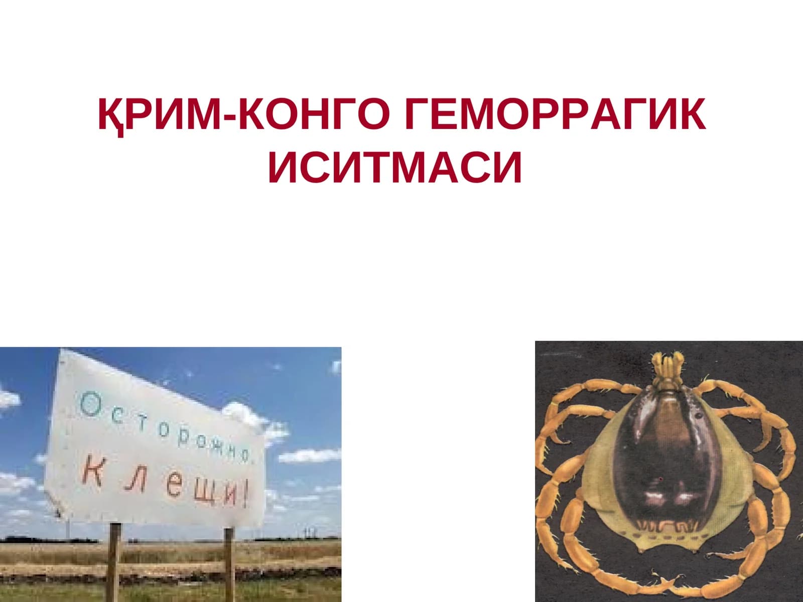 ҚРИМ-КОНГО ГЕМОРРАГИК ИСИТМАСИ
