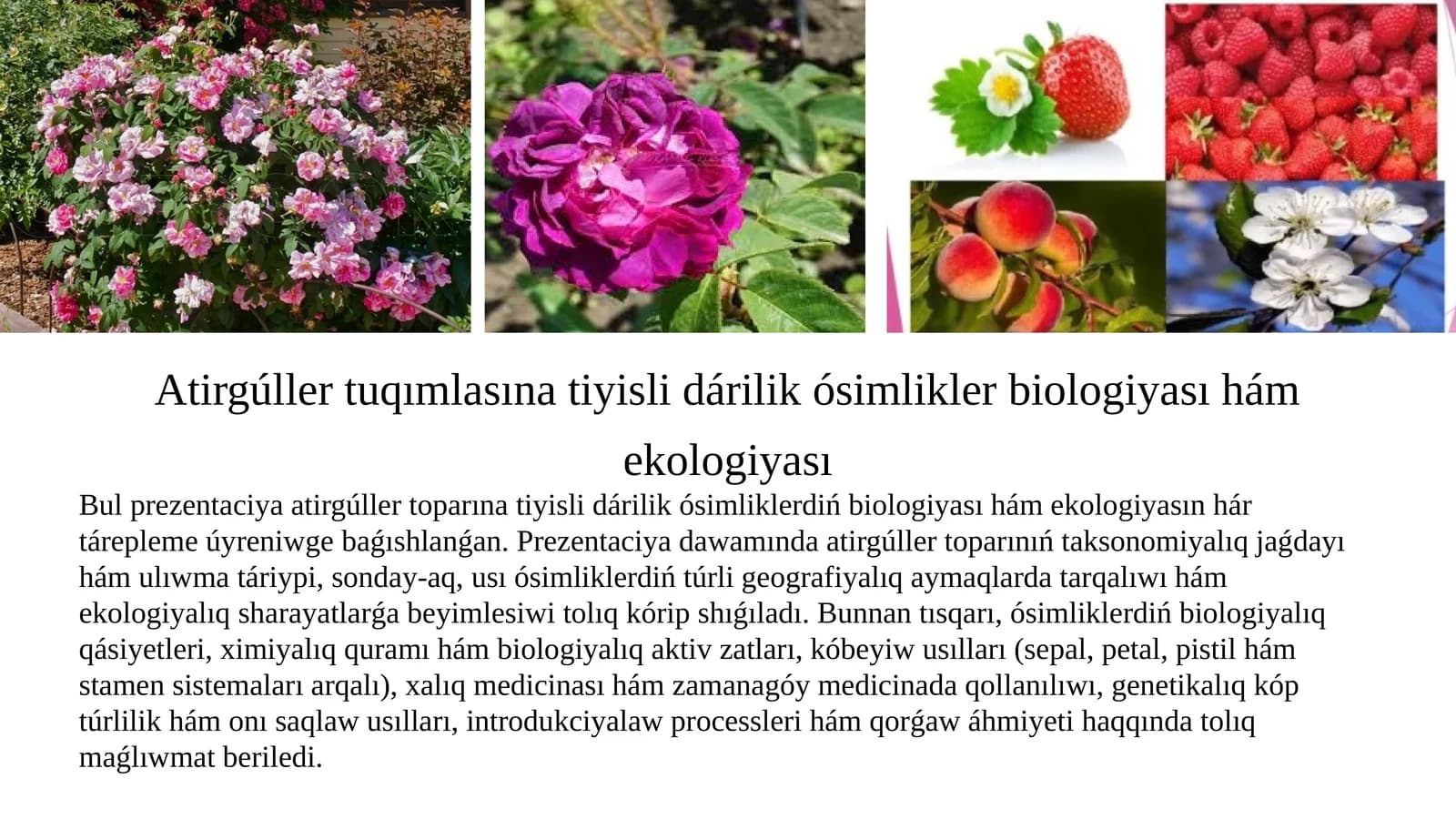 Atirgúller tuqımlasına tiyisli dárilik ósimlikler biologiyası hám ekologiyası