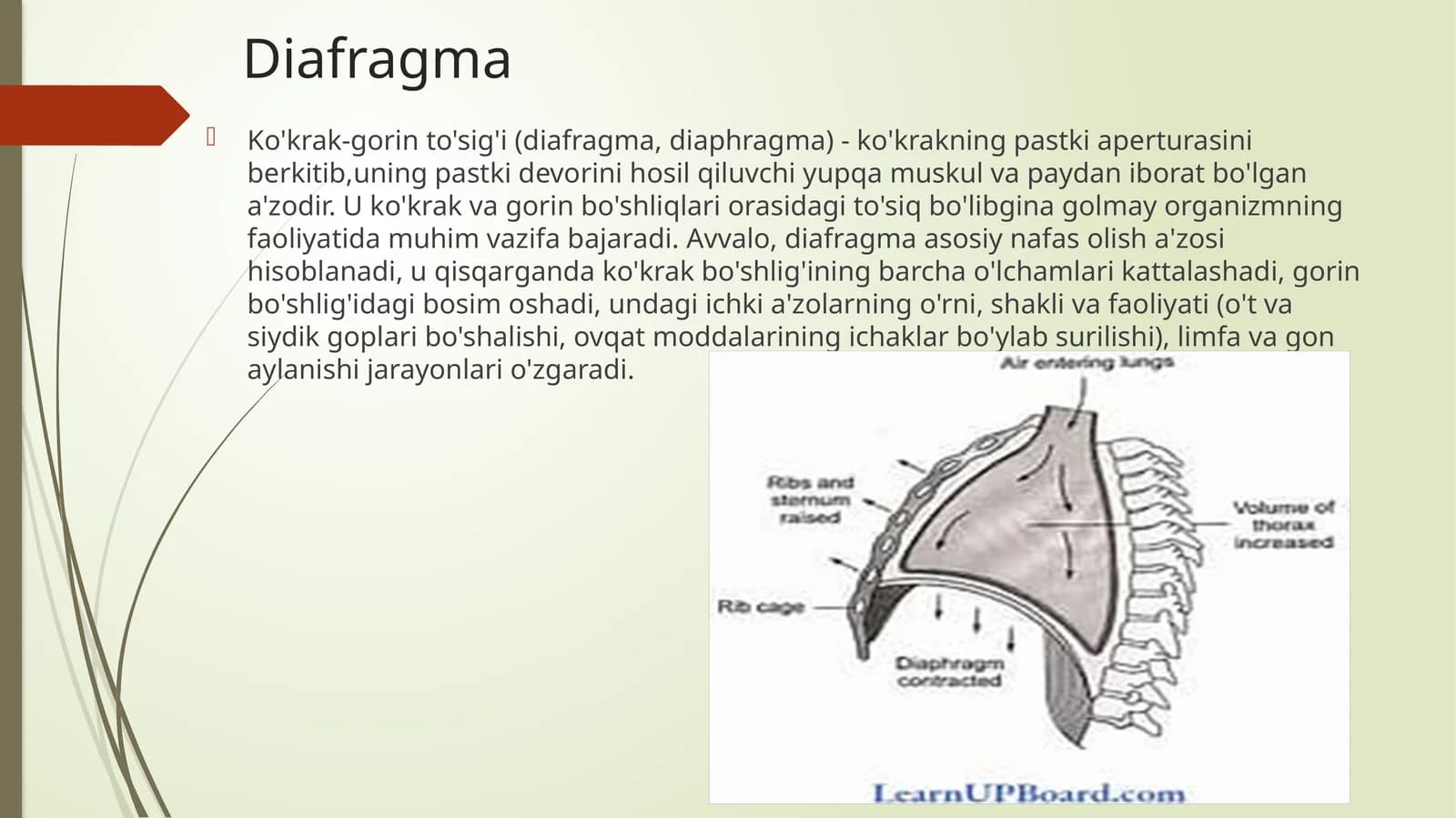 Diafragma