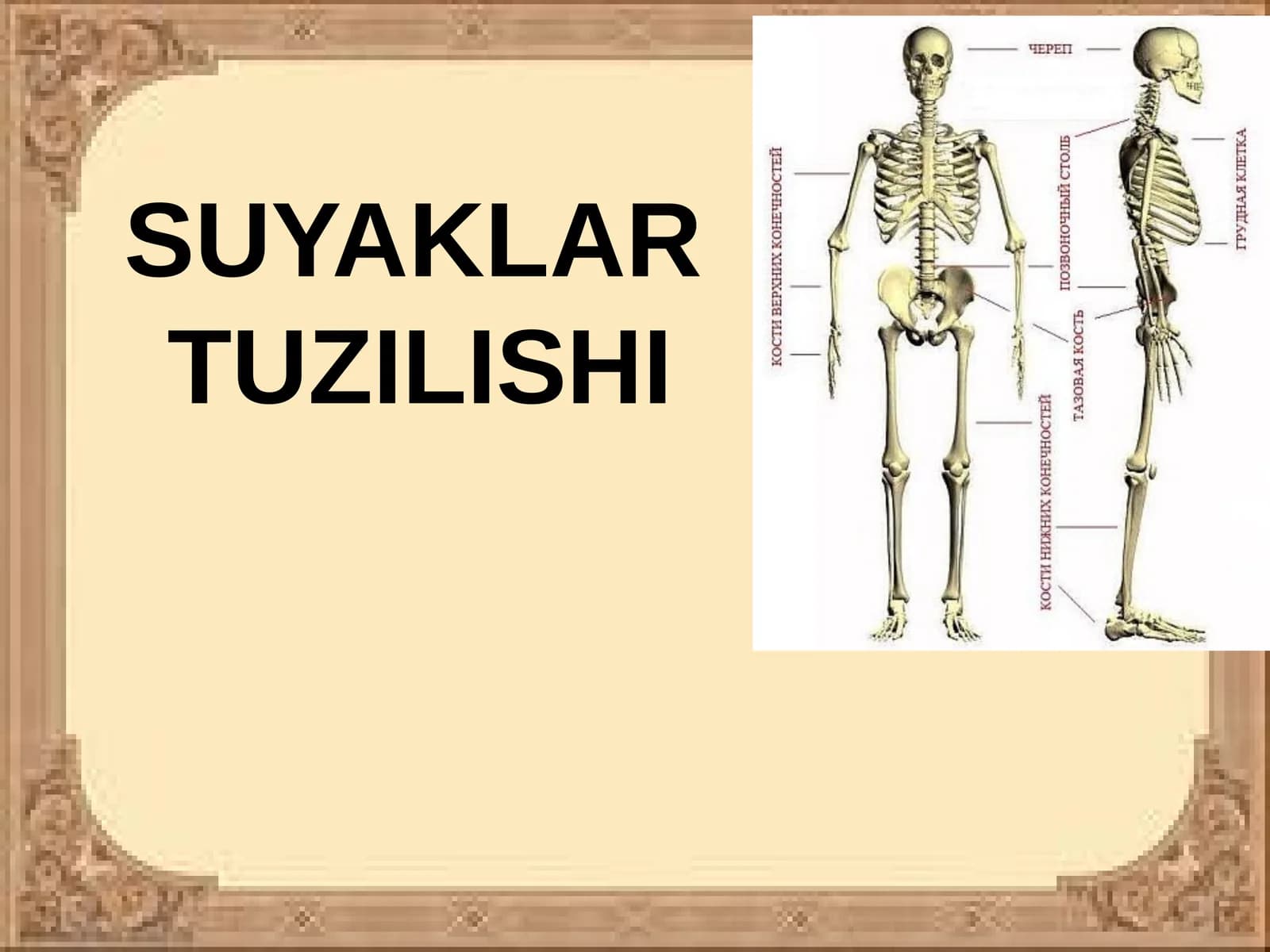 SUYAKLAR TUZILISHI