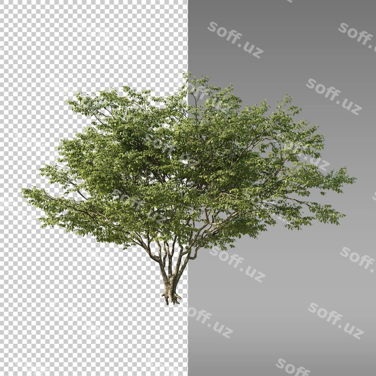 Daraxt oq orqa fonda rasm | Tree with white background picture tree