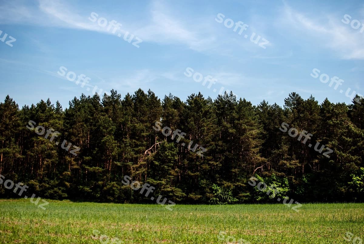 Daraxtlar chamanli maydon | Trees grassy field