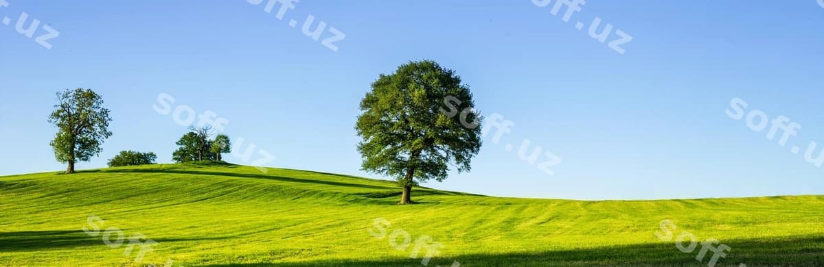 Parkdagi daraxtlar aniq ko'k osmon qararqan. | Trees growing park against clear blue sky