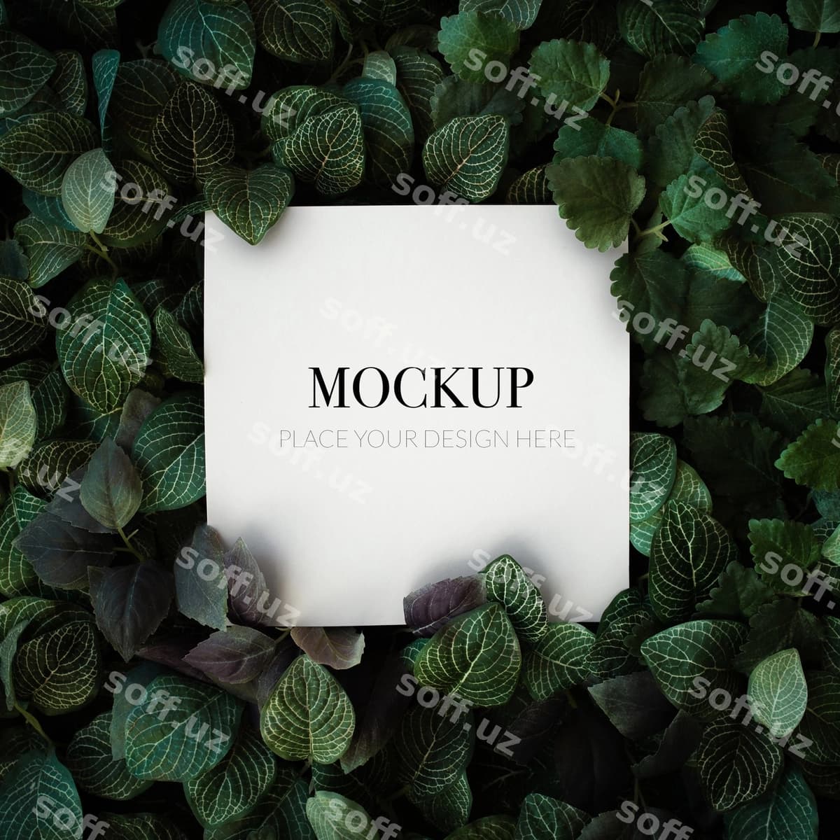 Tropik yaproq orqa fonda | Tropical foliage background