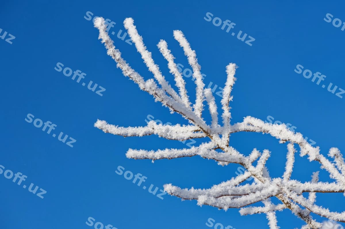 Buzliq qor bilan o'ralgan sochlar | Twigs covered with ice snow