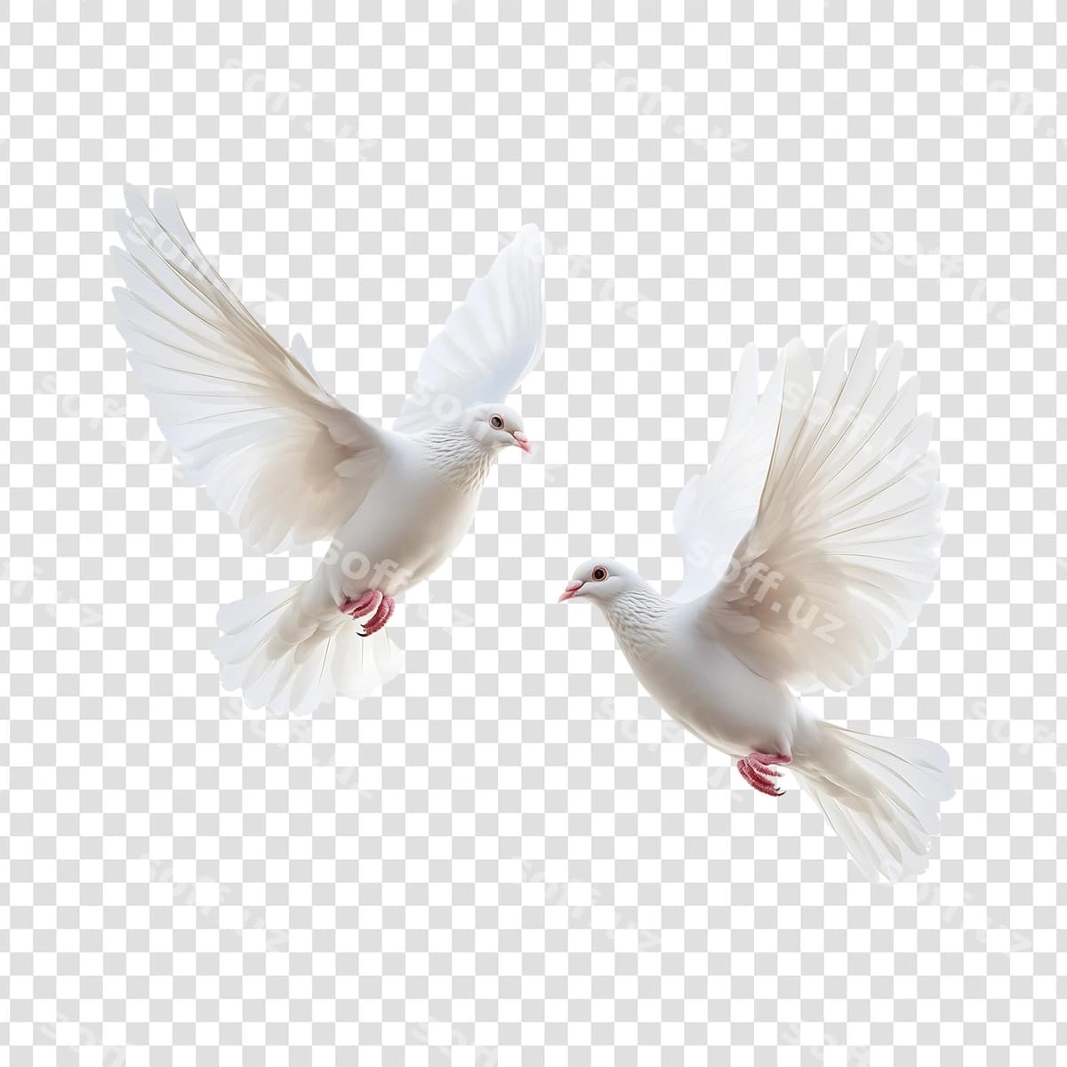 Osmonda uchayotgan ikkita chiroyli oq kaptar | Two beautiful white doves flying sky