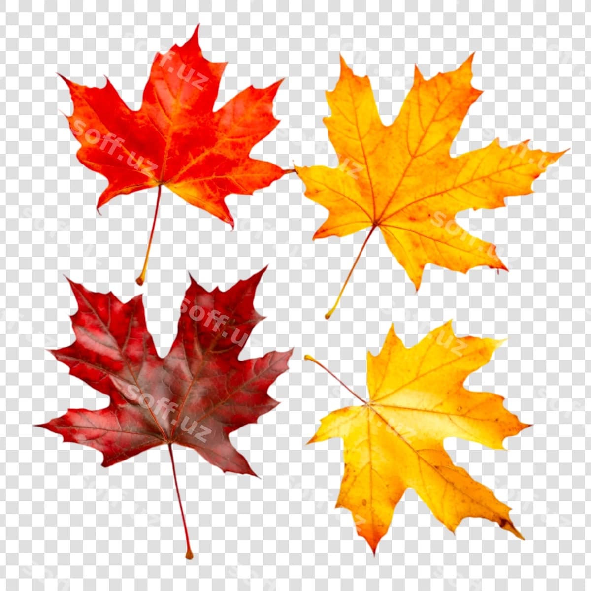 Binofat kuz buxar yaproqlari ajraltirilgan | Vibrant autumn maple leaves isolated