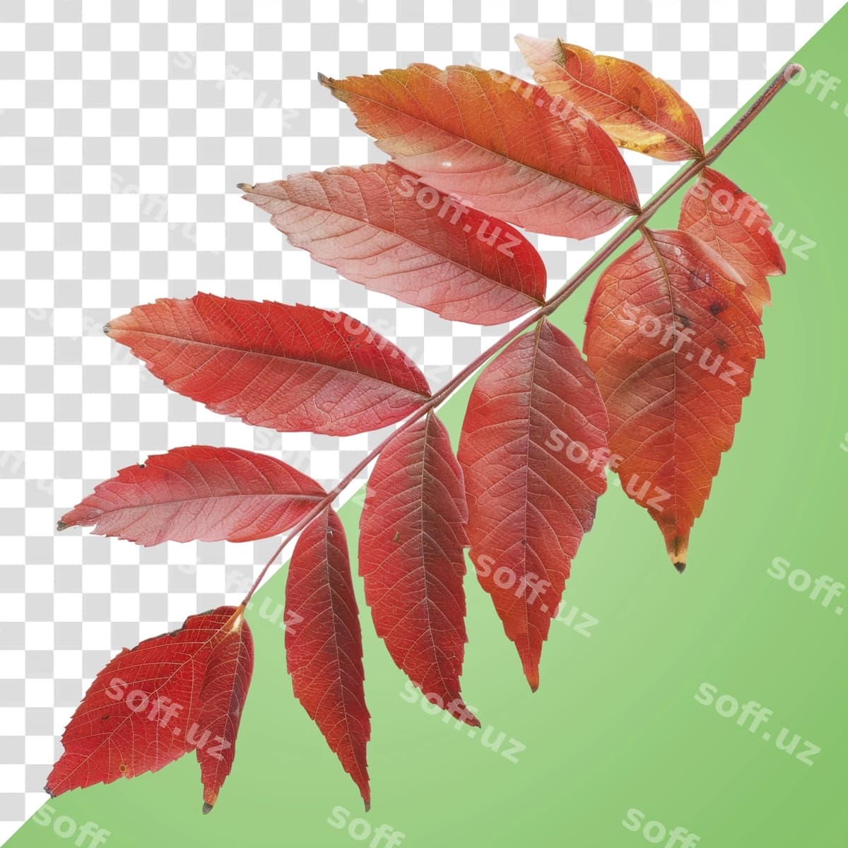 Binofat chil qizil varaqli darma | Vibrant autumn red leaf branch